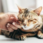 cat lying on window sill