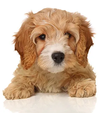 Cavapoo dog