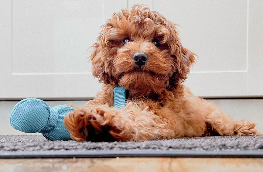 Cavapoo dog