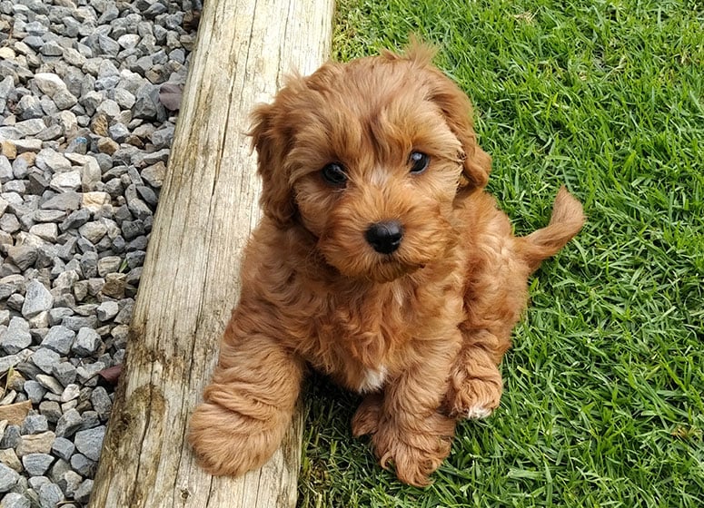 Cavapoo dog outside