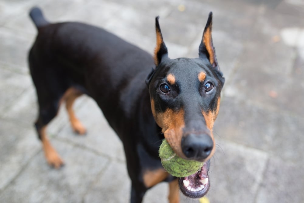 doberman pinscher dog holding tennis ball