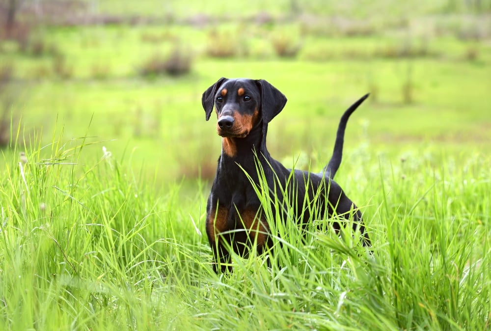 doberman pinscher in grassy field