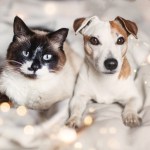 dog and cat on bed