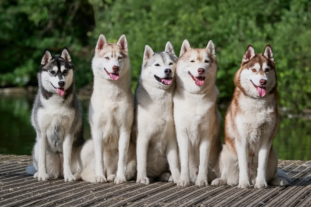 Husky Breed Guide and Insurance Plan Healthy Paws Pet Insurance