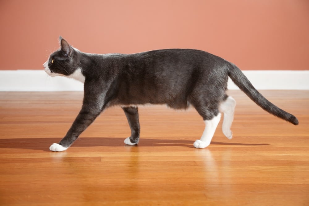 gray and white cat walking inside