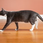 gray and white cat walking inside