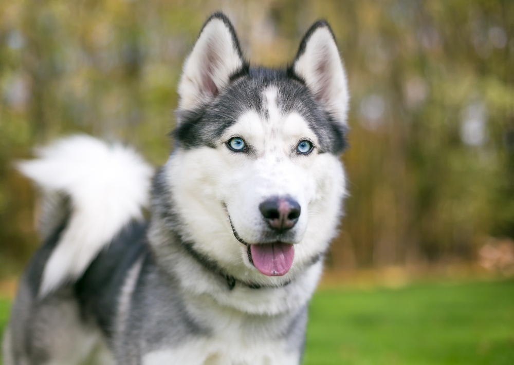 handsome siberian husky dog