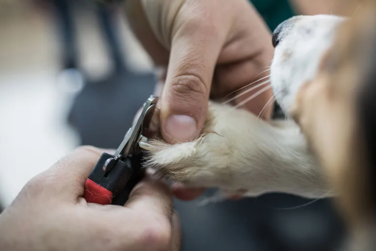 Dog having nails trimmed