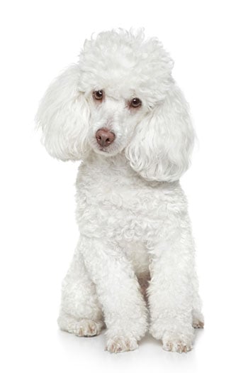 Toy poodle