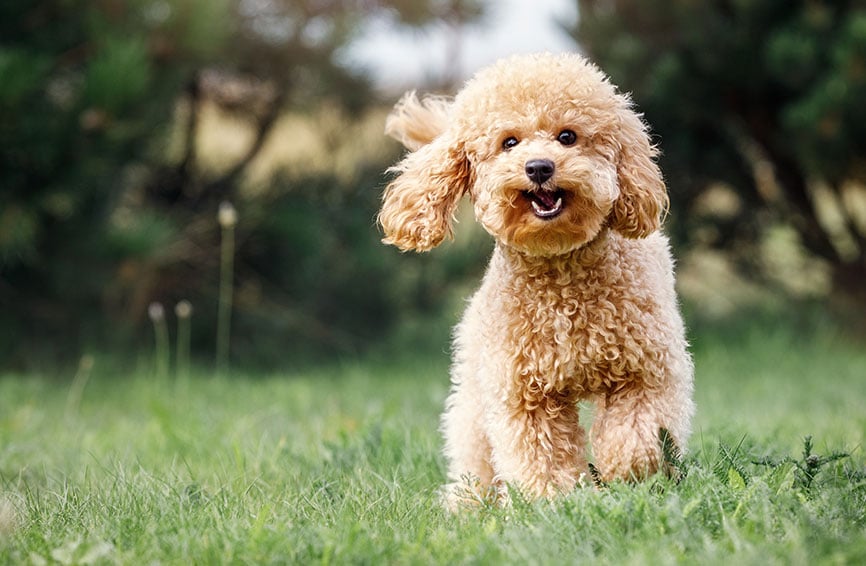 Toy Poodle Breed and Insurance Guide Healthy Paws Pet Insurance