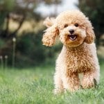 Toy poodle in yard