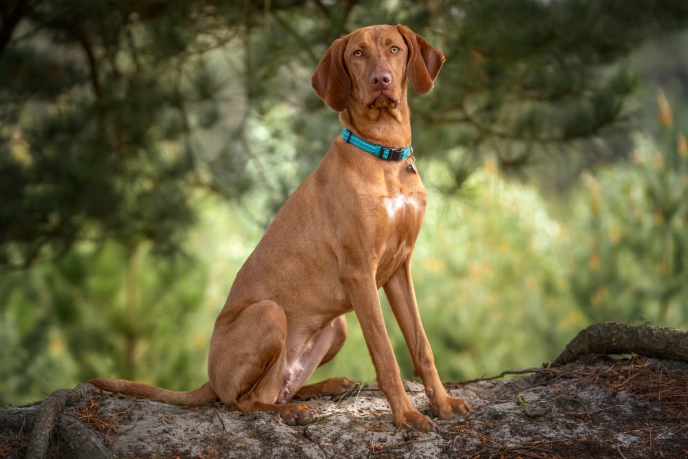 brown vizsla dog sitting outside