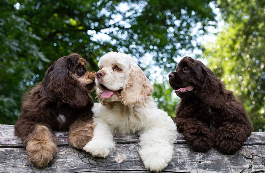 Three cocker spaniels