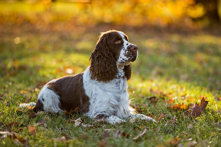 cocker spaniel