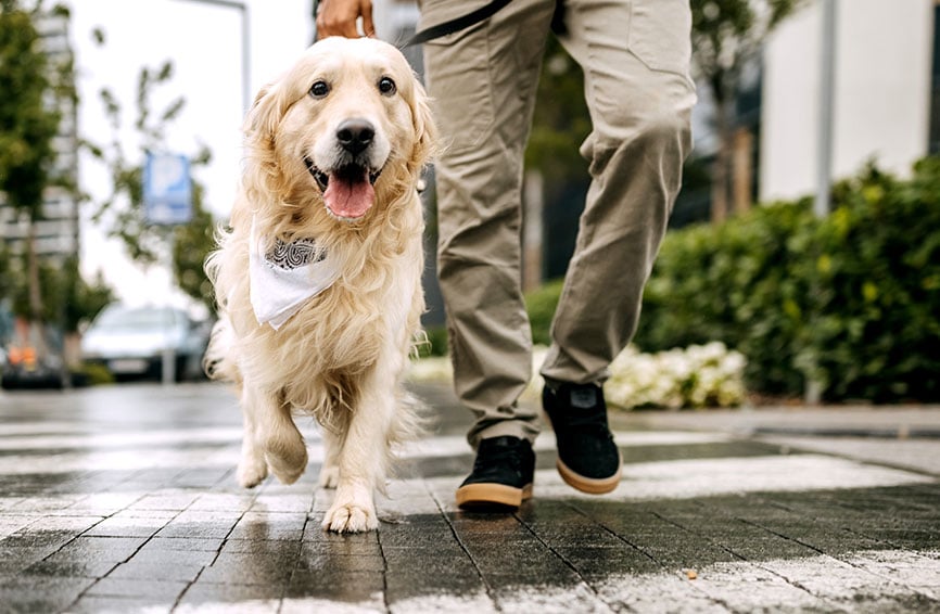 Man walking a Golden Retriever