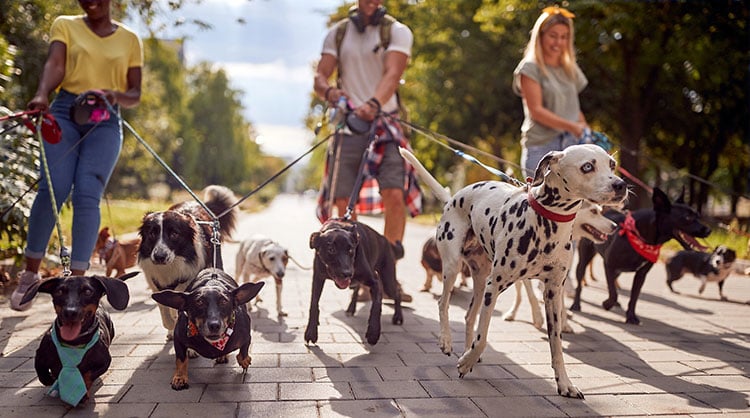 Dog walkers with many dogs