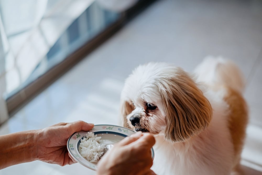 shih tzu dog eating rice