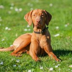 vizsla dog lying in grass