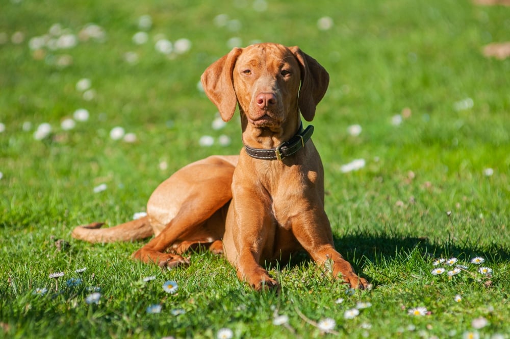 vizsla dog lying in grass