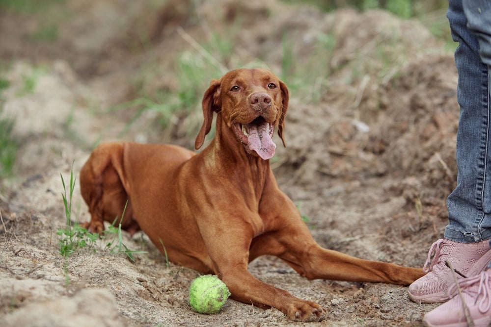 vizsla lying on ground with tennis ball