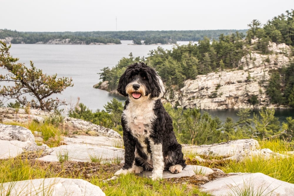 black and white Portuguese water dog sitting outside