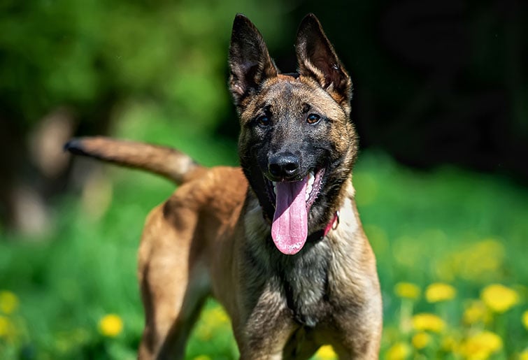 Belgian Malinois at play