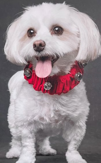 Bella, a Havanese