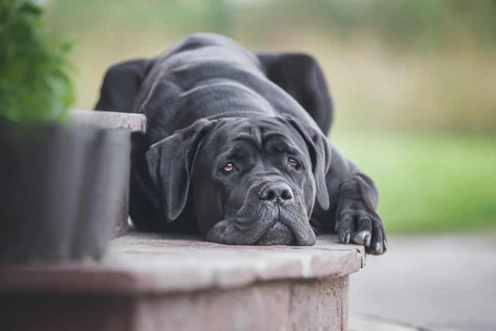 black cane corso dog lying on a step