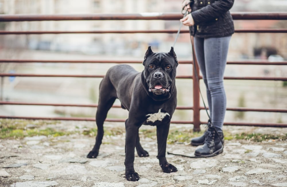 Woman holding a young beautiful dog, cane corso, on a leash in a public park.