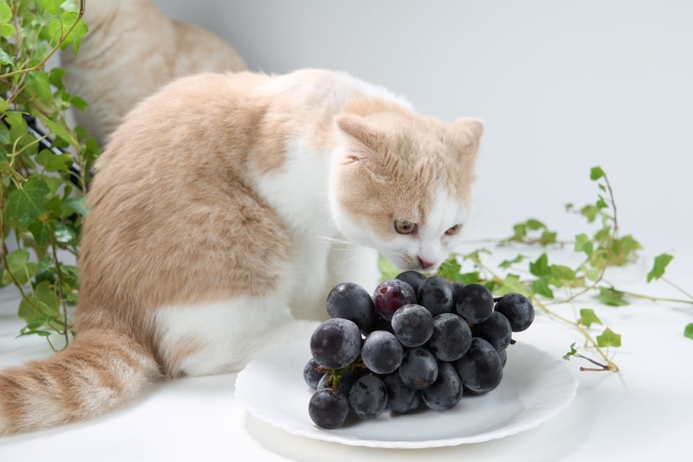 Can Cats Eat Grapes Healthy Paws Pet Insurance