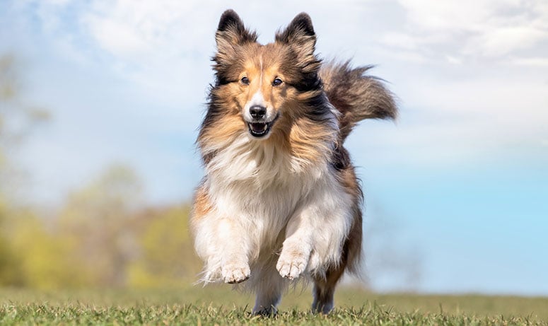 Collie running