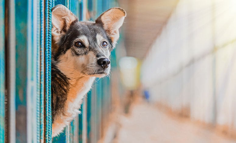 Dog sticking head out cage in a shelter