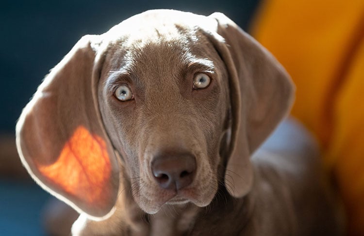 Weimaraner dog face