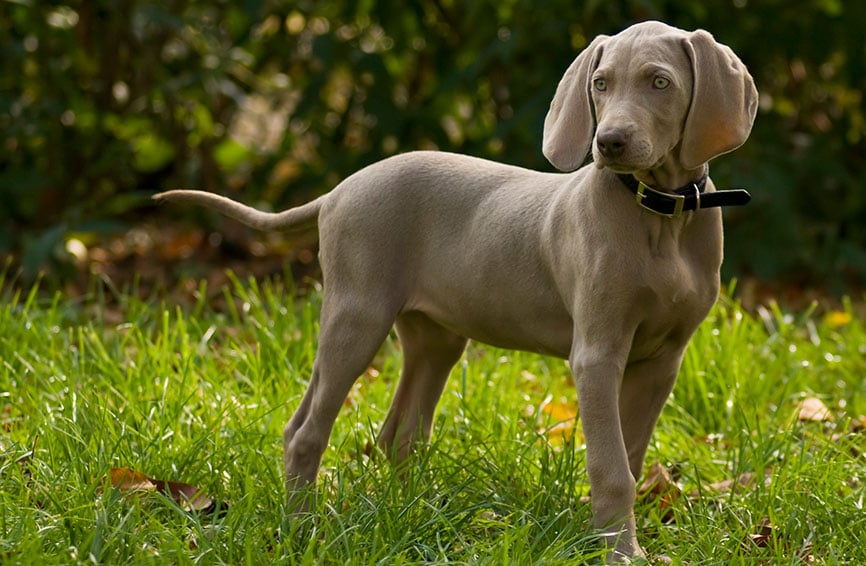 Weimaraner dog