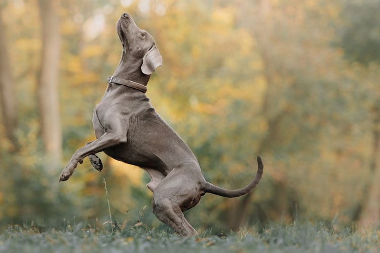 Weimaraner dog jumping