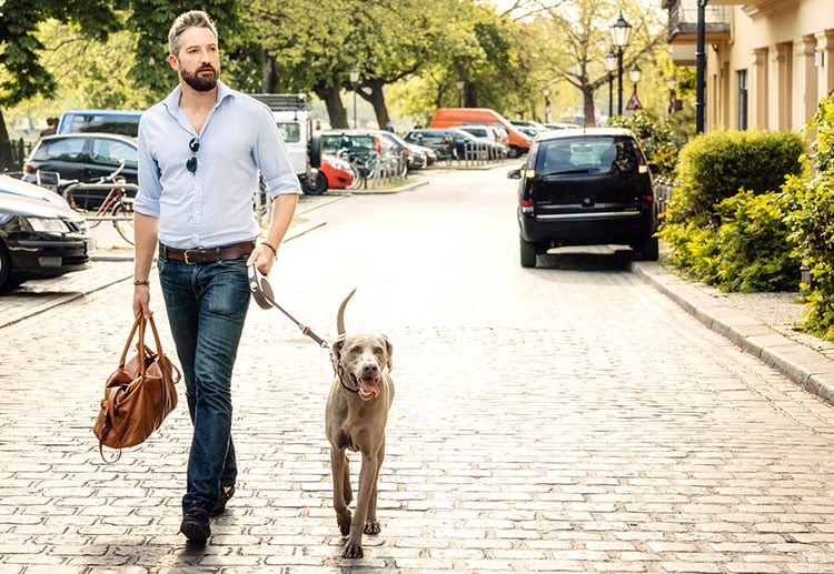 Man walking Weimaraner dog 