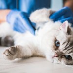 white cat at the vet