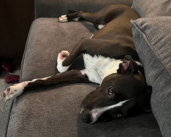 Zip, the mixed breed dog on the couch.