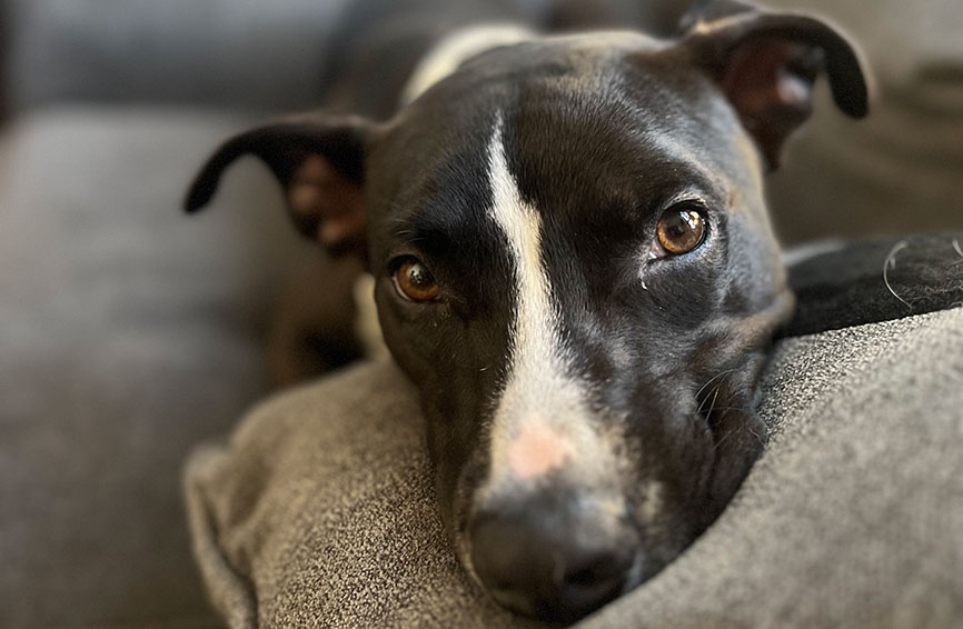 Zip, a mixed-breed dog.