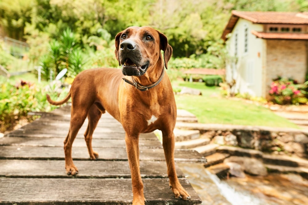 Rhodesian ridgeback dog standing in garden