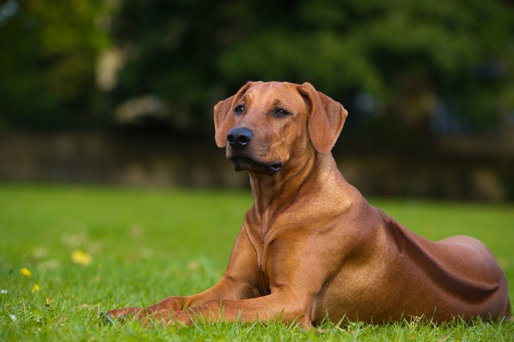 Rhodesian ridgeback lying outside in grass