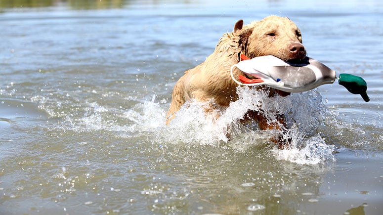 Chesapeake Bay retriever with a duck decoy