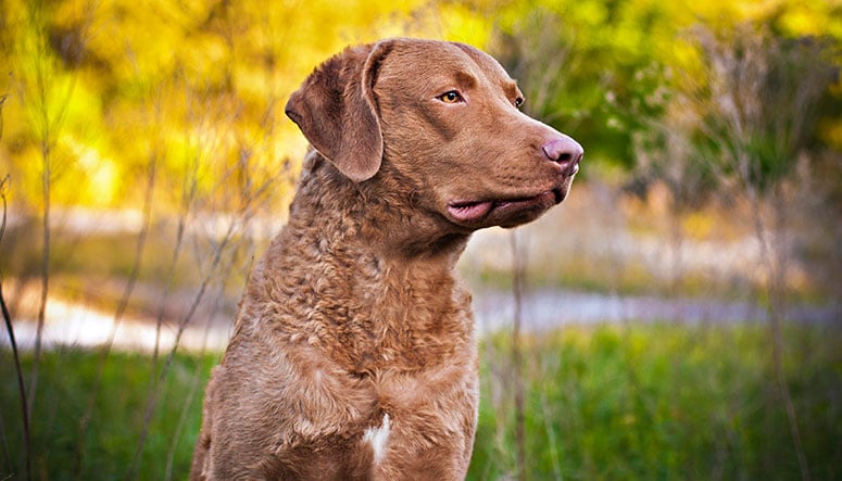 Chesapeake Bay retriever