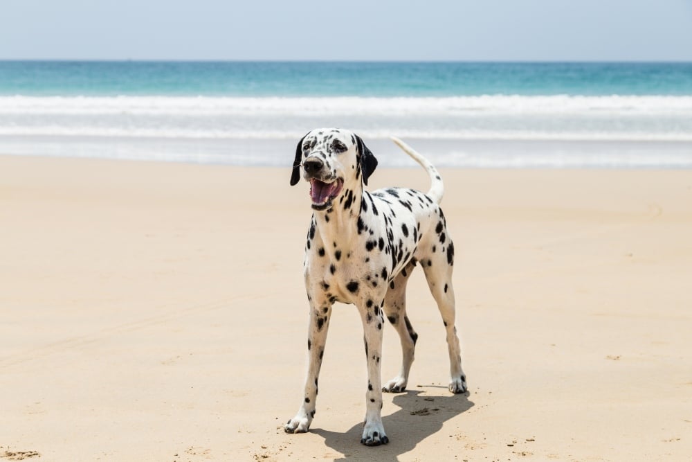 dalmatian dog on the beach