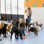 Dogs at a doggy daycare.