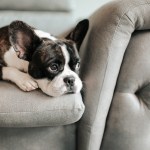 dog resting on gray couch