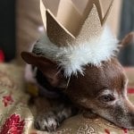 Josie, a cute dog with a crown.