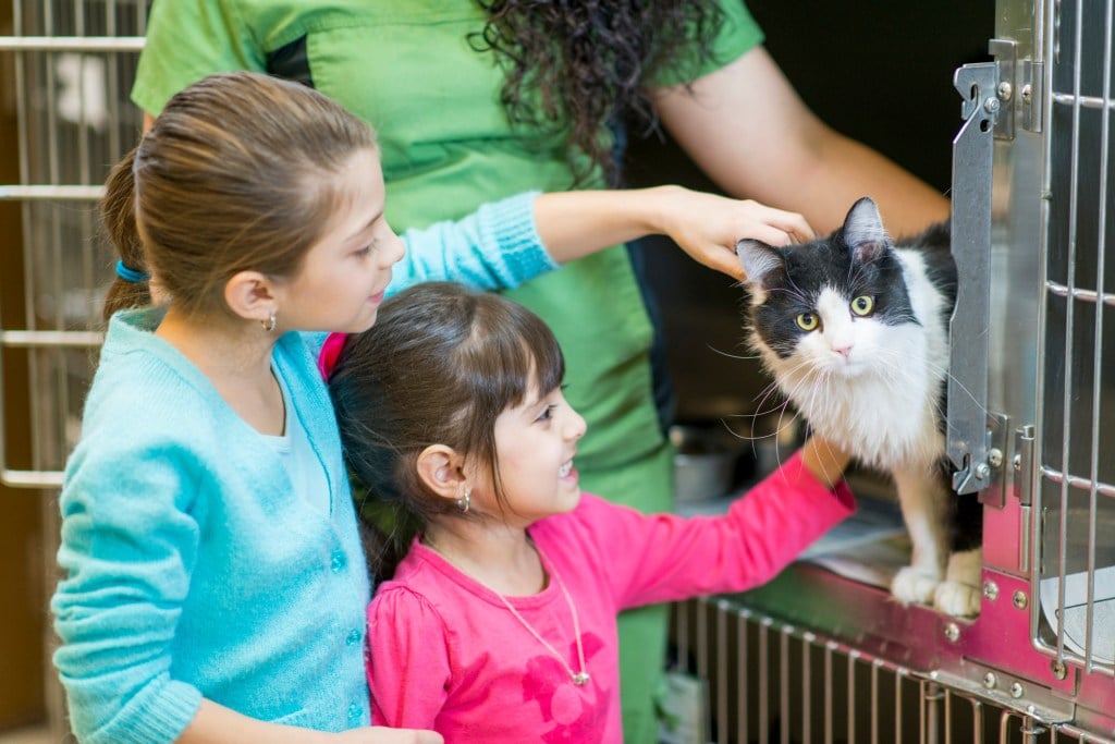 Kids picking a cat to adopt from the animal shelter.