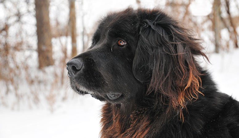 Newfoundland dog head