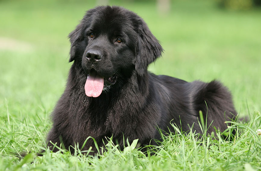 Newfoundland Dog Breed Guide and Pet Insurance Plan Healthy Paws Pet Insurance